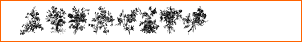 Florals1